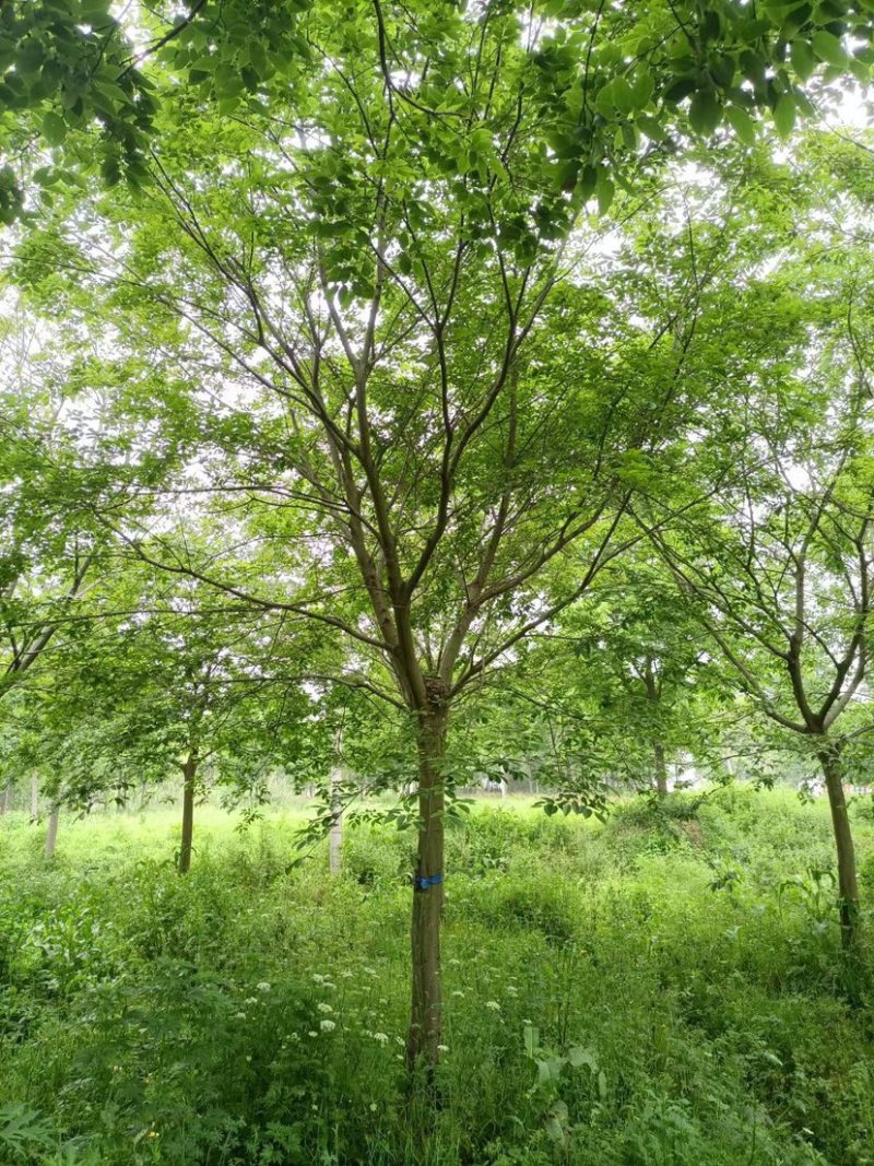 15公分20公分25公分朴树精品苗工程苗苗圃基地直销