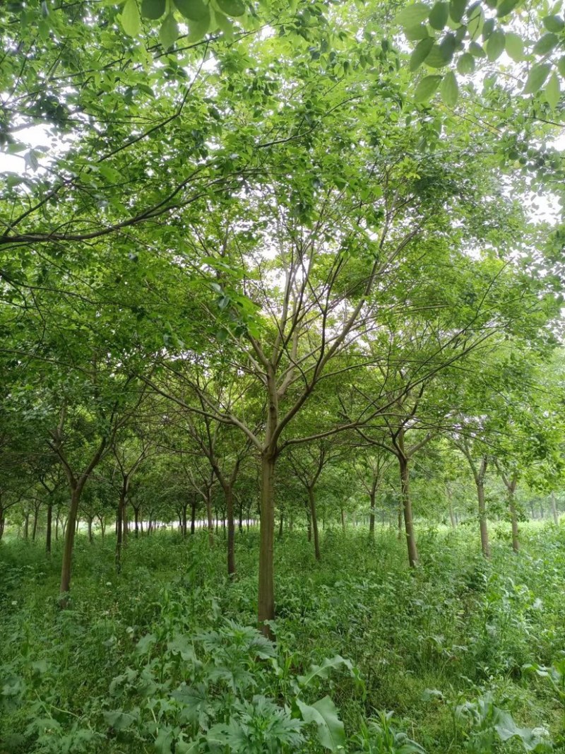 15公分20公分25公分朴树精品苗工程苗苗圃基地直销