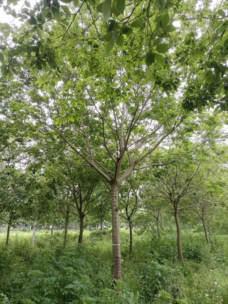 15公分20公分25公分朴树精品苗工程苗苗圃基地直销