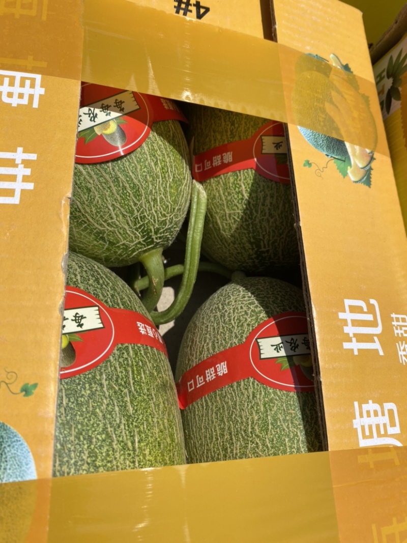 台州西州蜜又甜又脆大量上市