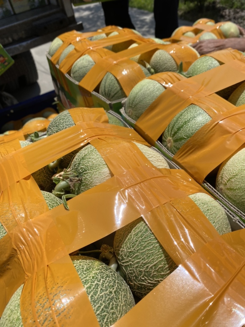 台州西州蜜又甜又脆大量上市