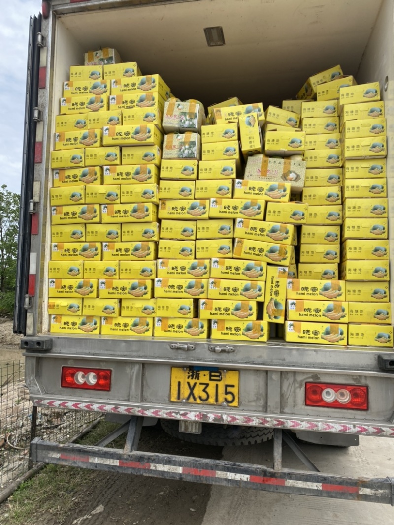 台州西州蜜又甜又脆大量上市