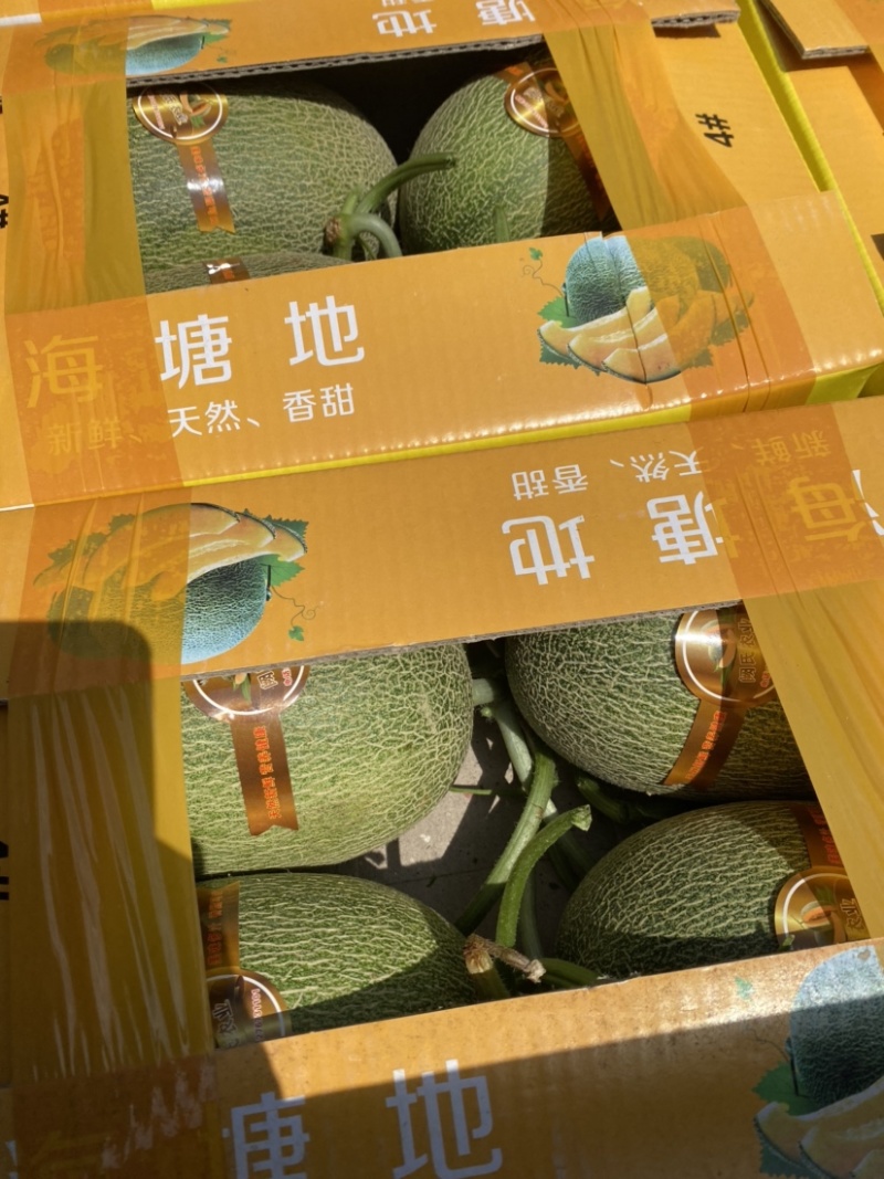 台州西州蜜又甜又脆大量上市