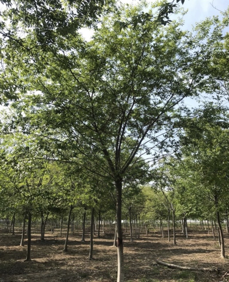 15公分20公分25公分朴树精品苗工程苗苗圃基地直销