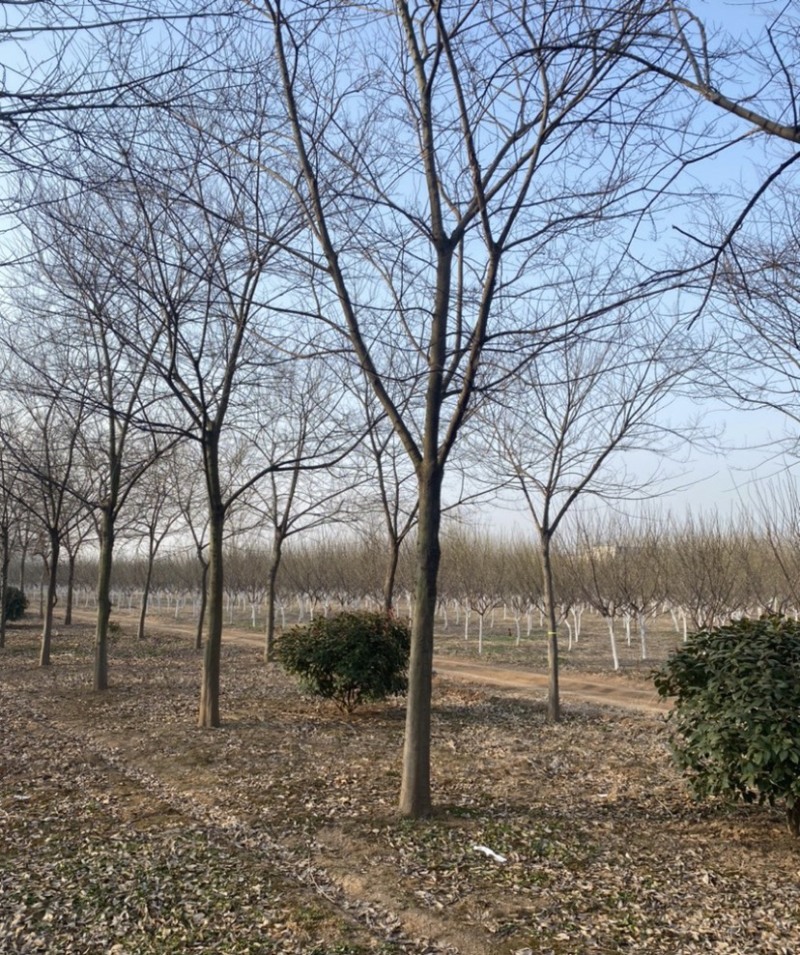 15公分20公分25公分朴树精品苗工程苗苗圃基地直销