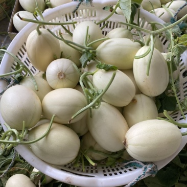正宗东方蜜一号量大从优