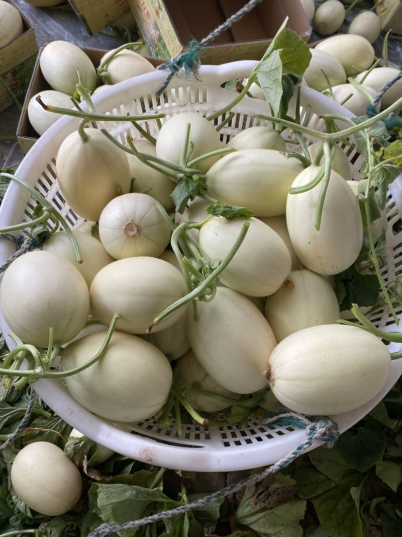 正宗东方蜜一号量大从优