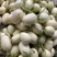 正宗东方蜜一号量大从优