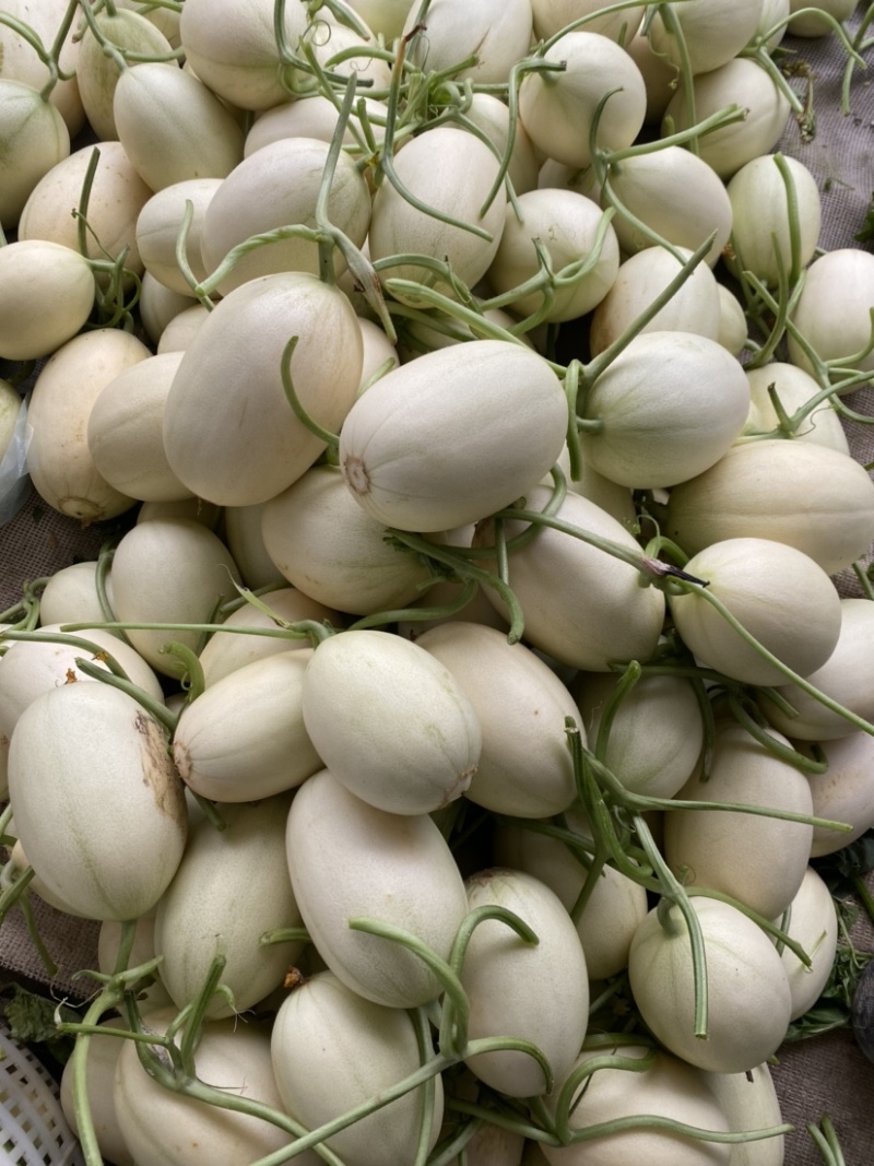 正宗东方蜜一号量大从优