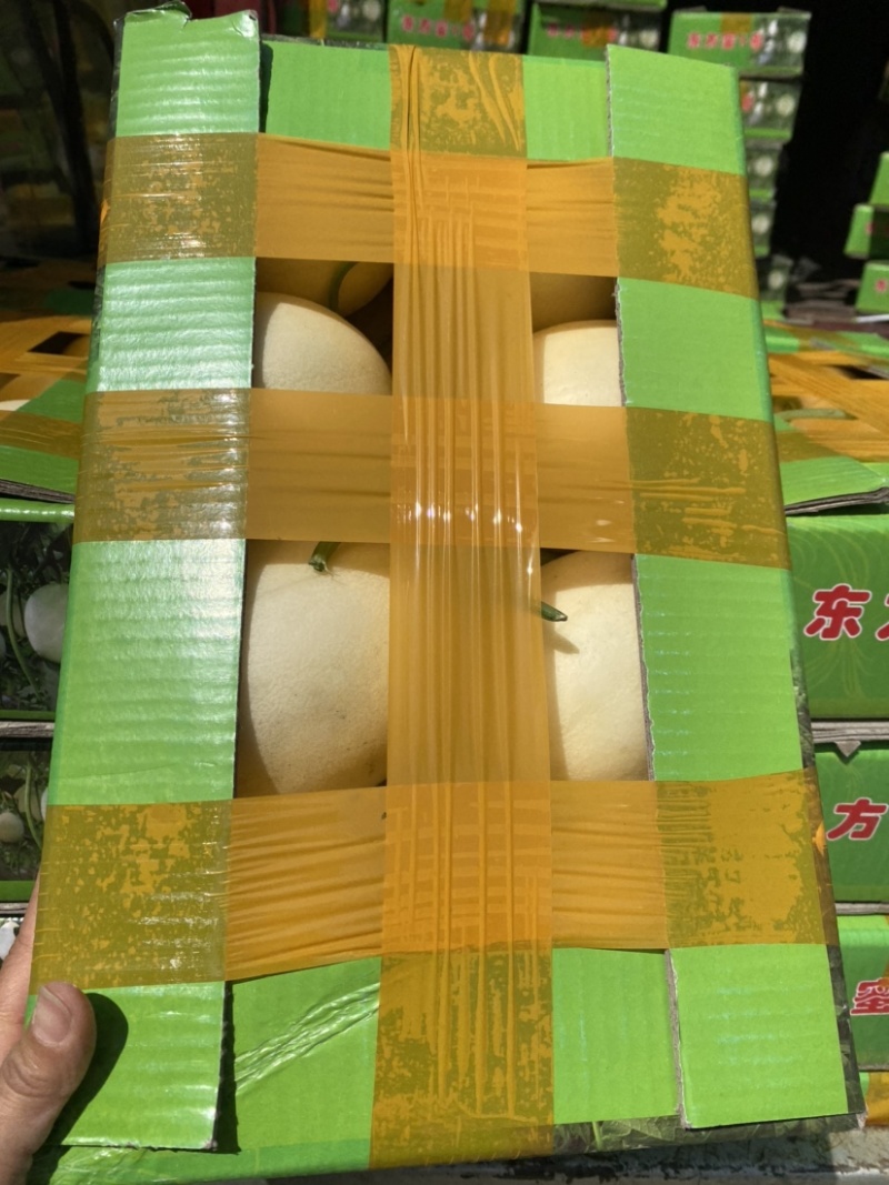 正宗东方蜜一号量大从优
