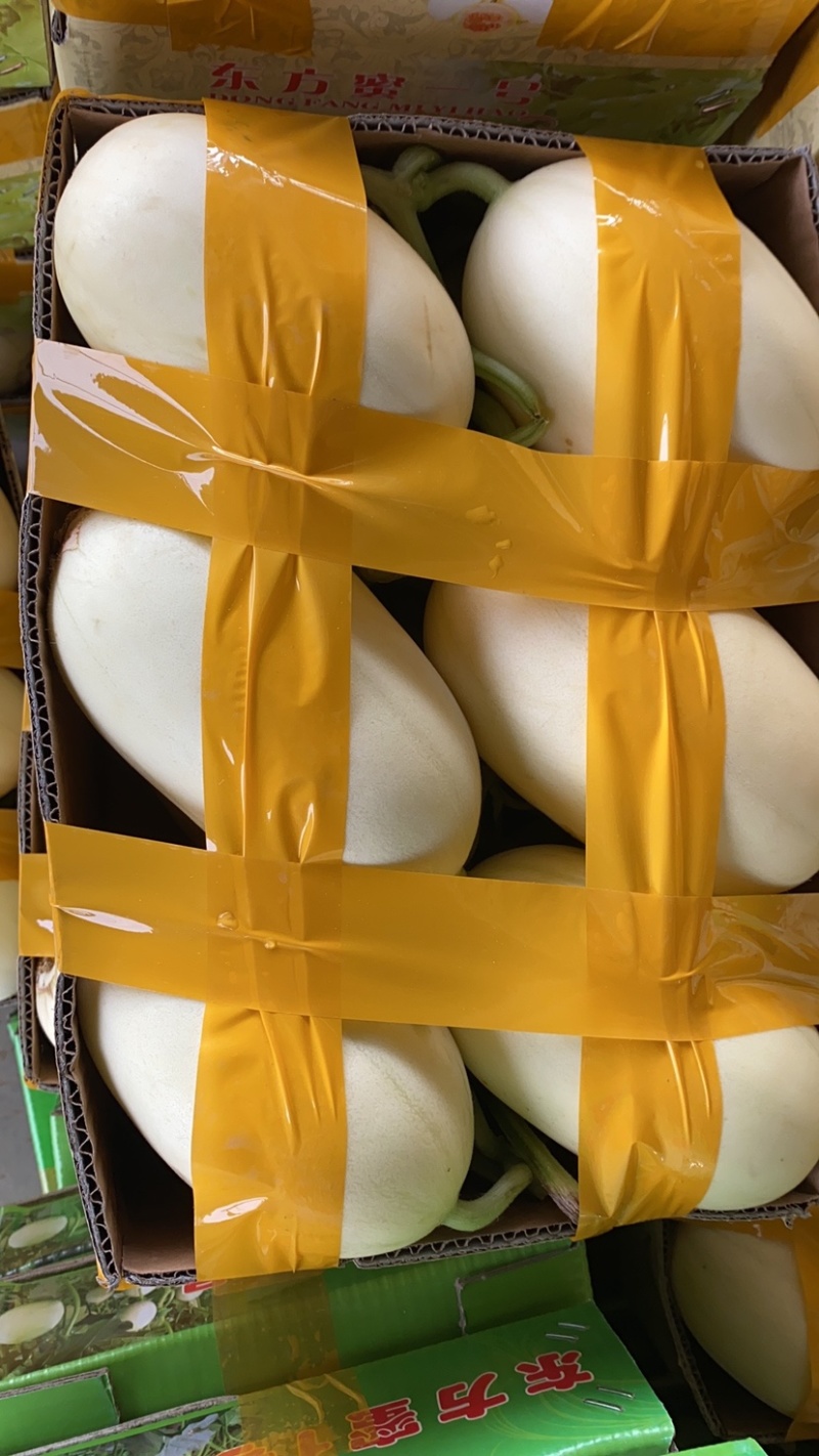正宗东方蜜一号量大从优