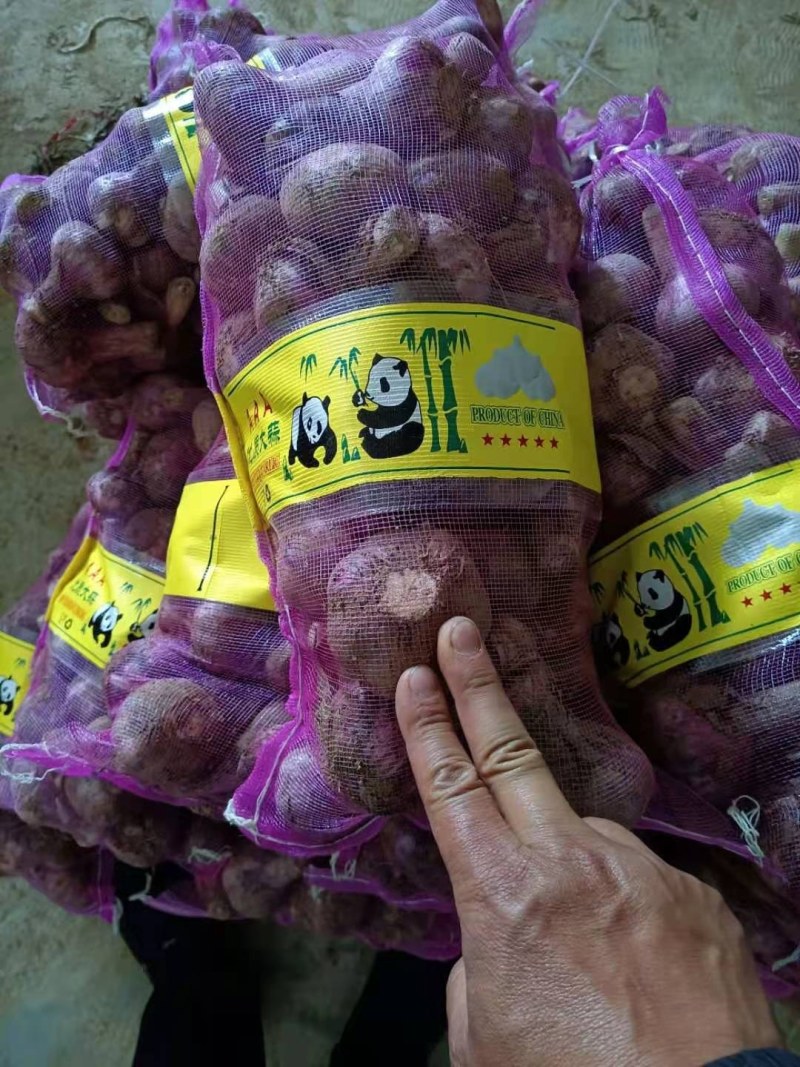 新蒜出炉一天两个挂，欢迎关照