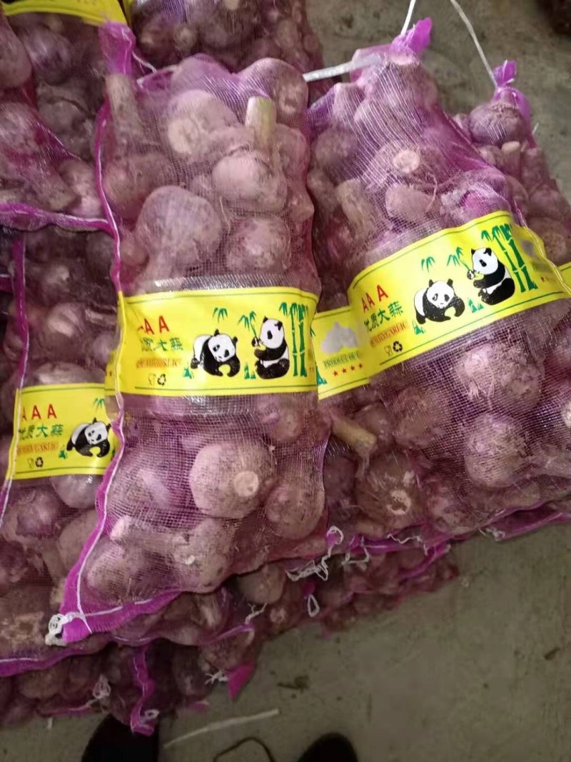 新蒜出炉一天两个挂，欢迎关照