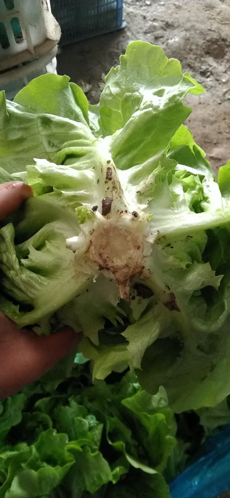 山西精品意大利生菜……