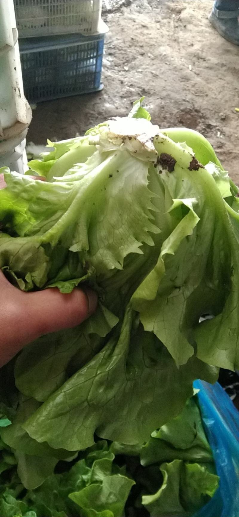 山西精品意大利生菜……