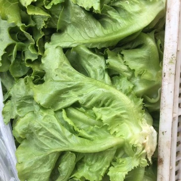 山西精品意大利生菜……