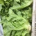 山西精品意大利生菜……