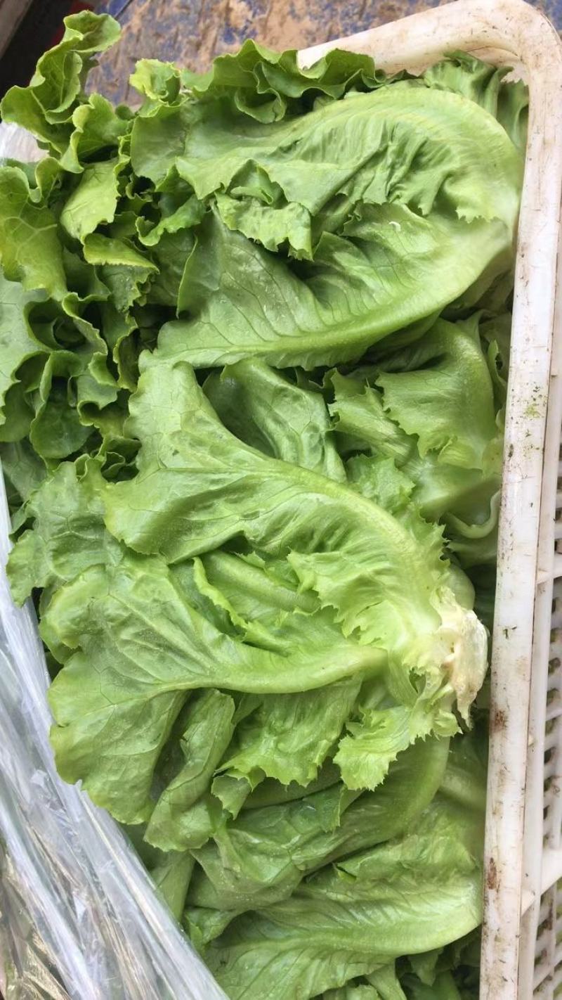 山西精品意大利生菜……