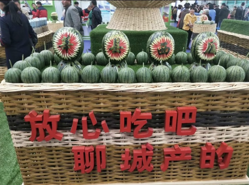 山东莘县万亩大棚头茬甜王西瓜，大量上市，薄皮大红瓤