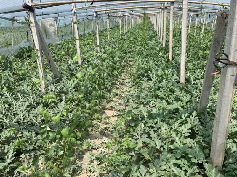 山东莘县万亩大棚头茬甜王西瓜，大量上市，薄皮大红瓤