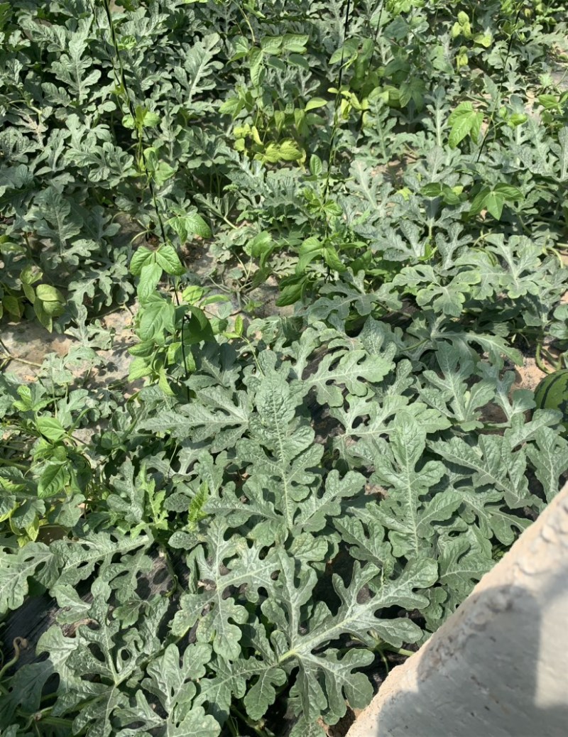 山东莘县万亩大棚头茬甜王西瓜，大量上市，薄皮大红瓤