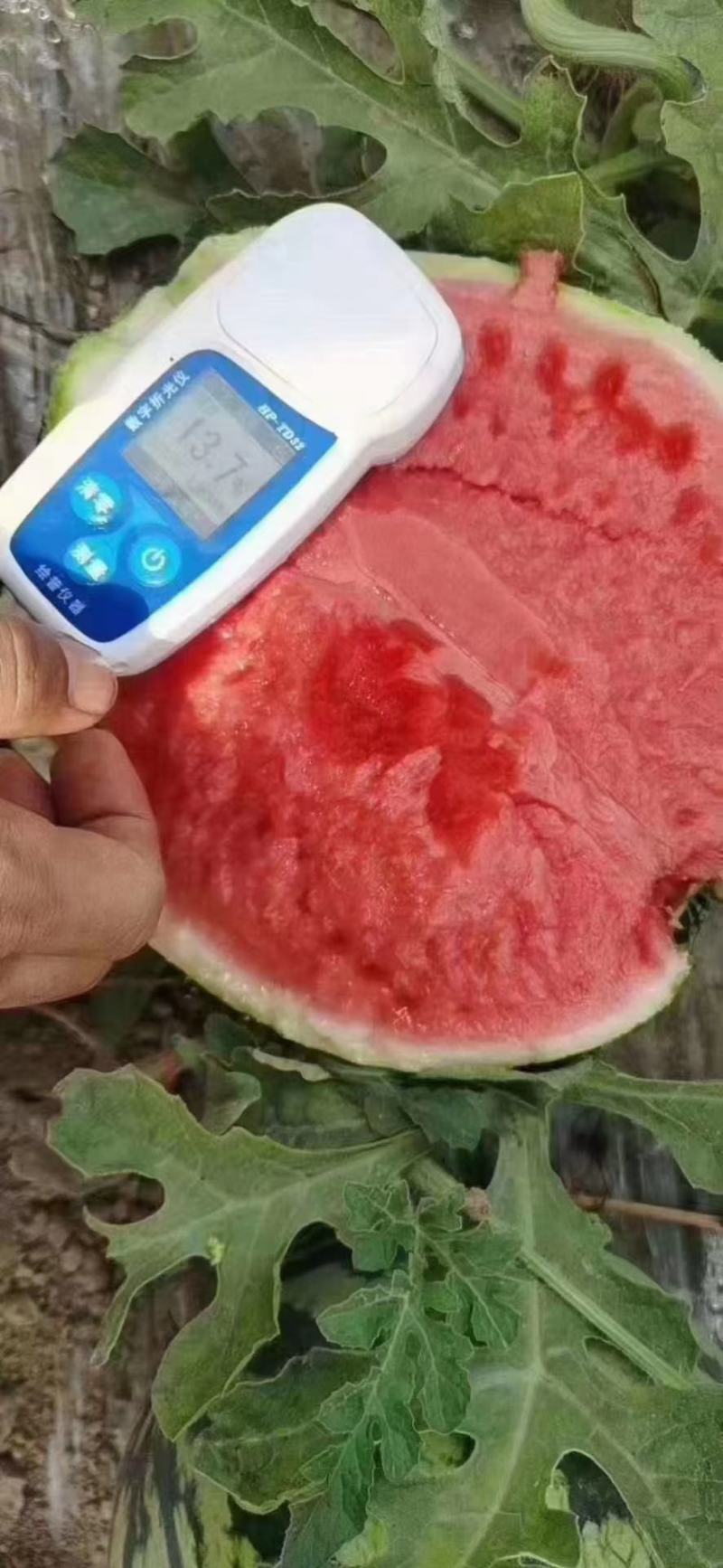 8424西瓜