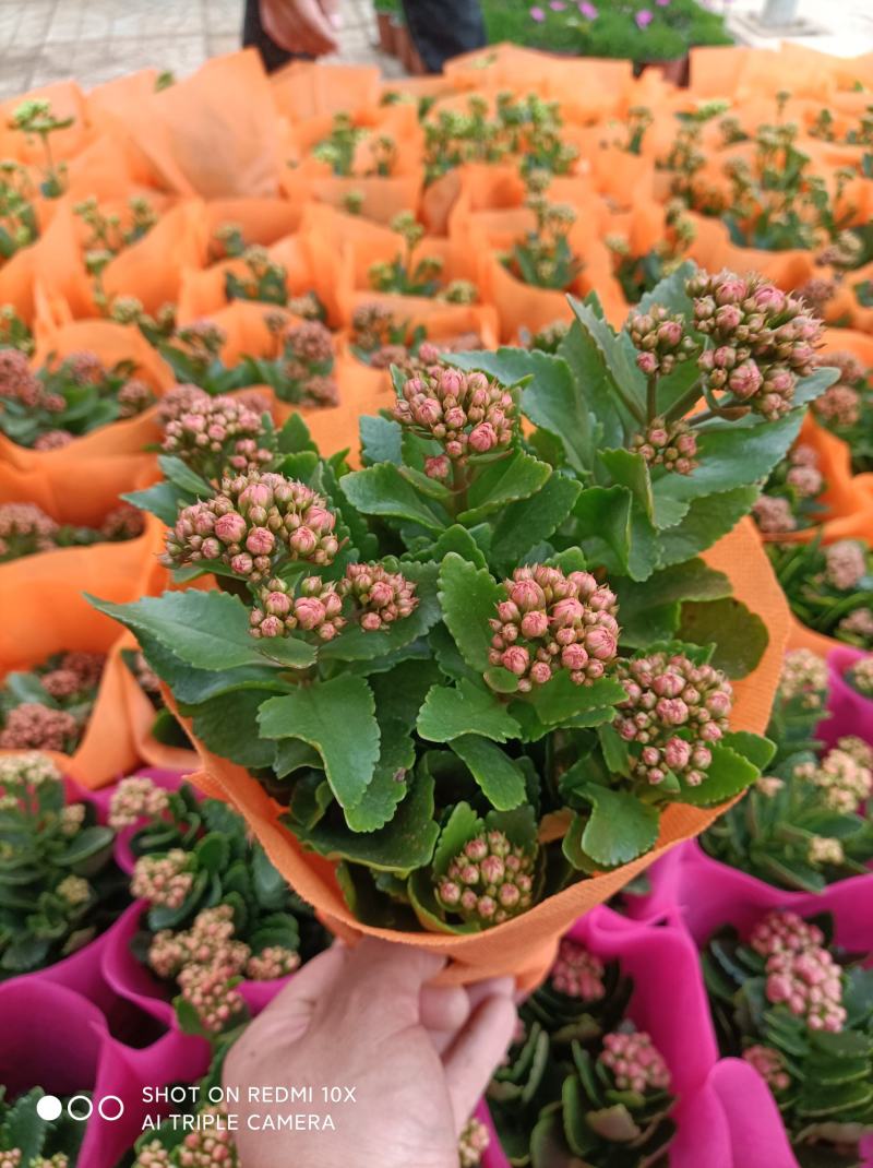 青州长寿花/种植基地发货/品相优/颜色齐全大量出货实惠