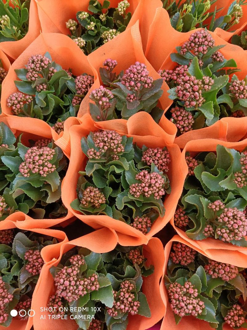 青州长寿花/种植基地发货/品相优/颜色齐全大量出货实惠