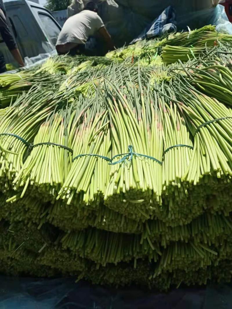 平邑新鲜蒜苔优质杂交蒜苔，量大，产地货源可代发货全国各地