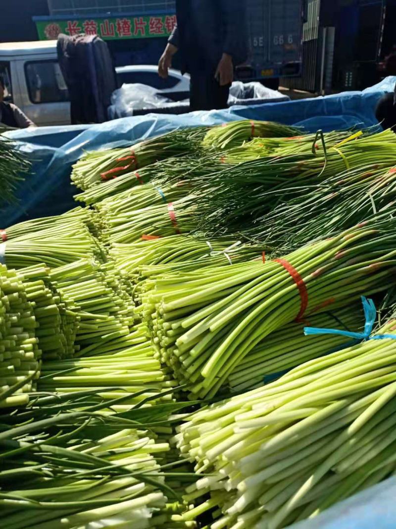 平邑新鲜蒜苔优质杂交蒜苔，量大，产地货源可代发货全国各地