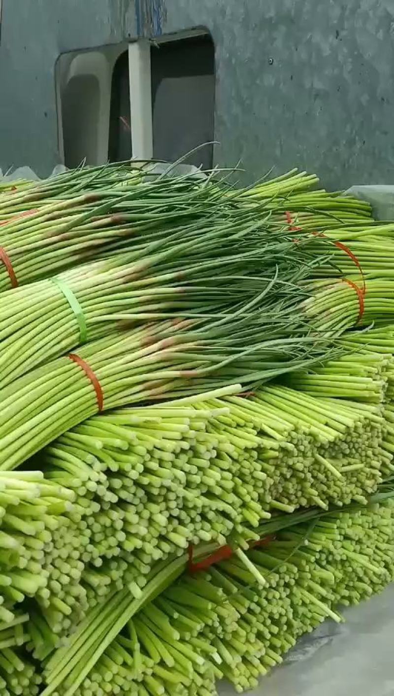 平邑新鲜蒜苔优质杂交蒜苔，量大，产地货源可代发货全国各地