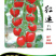 金圆宝红运/番茄种子/西红柿种子/水果番茄种子