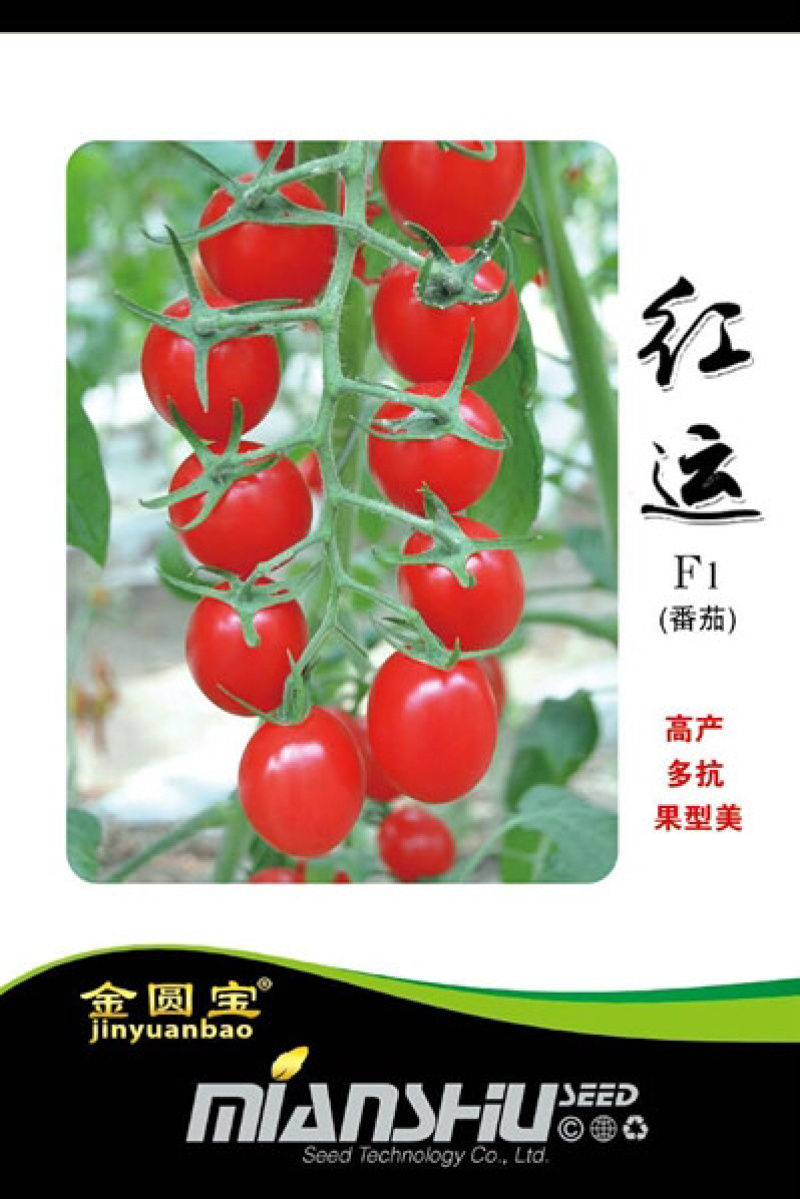 金圆宝红运/番茄种子/西红柿种子/水果番茄种子