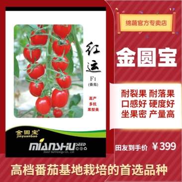 金圆宝红运/番茄种子/西红柿种子/水果番茄种子