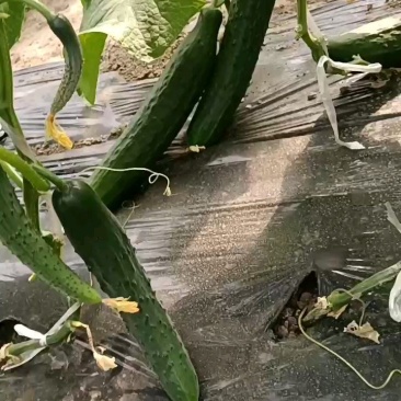 黄瓜