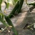 黄瓜