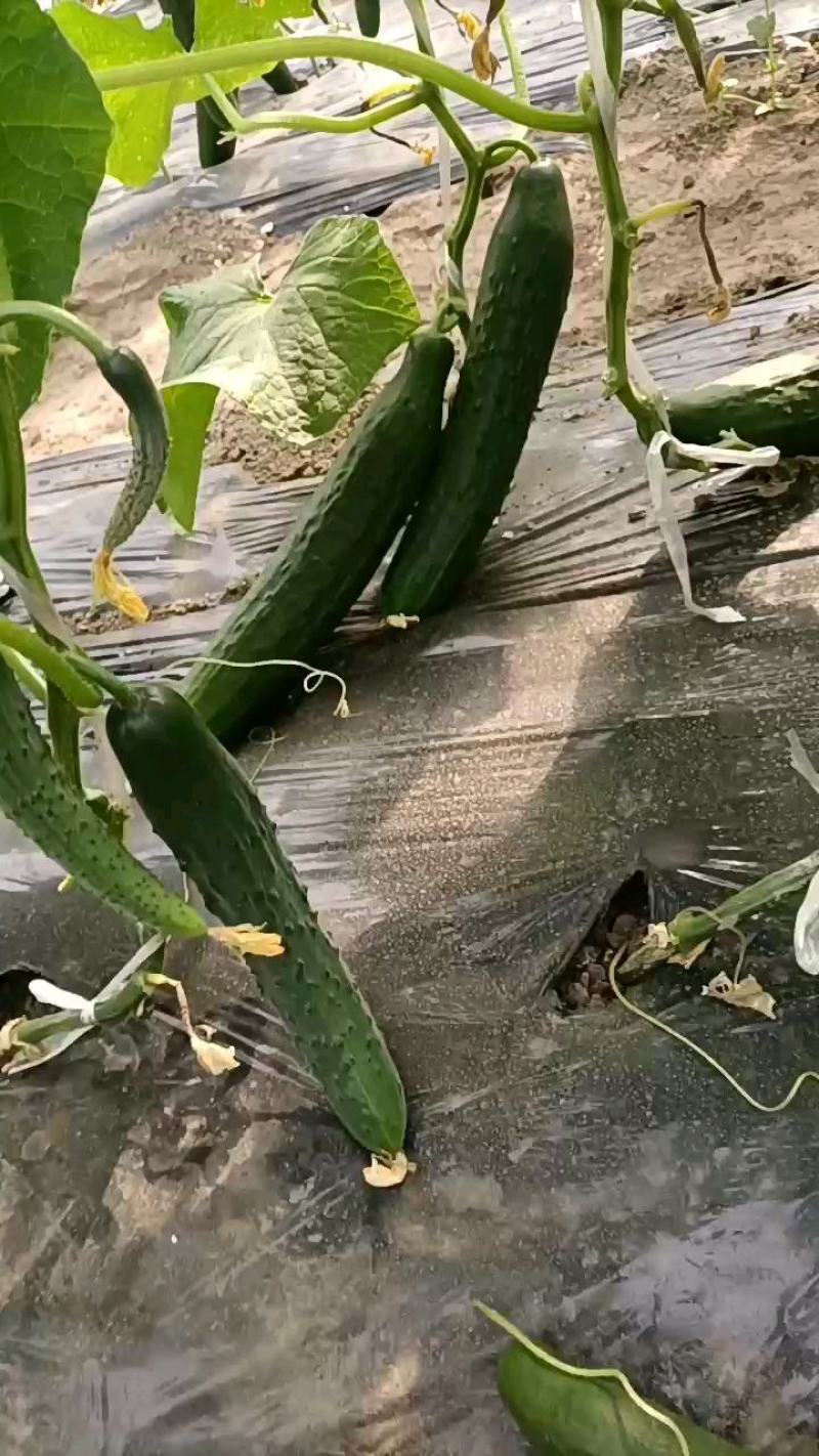 黄瓜