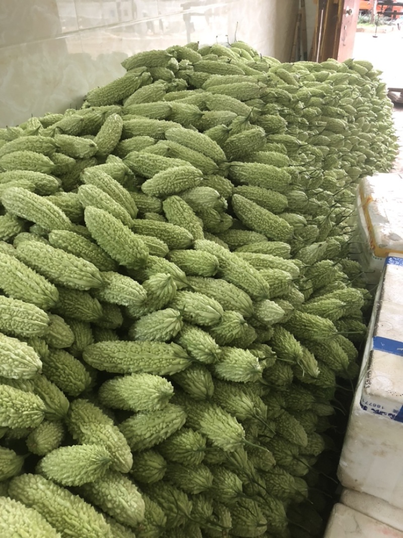 白珍珠苦瓜，原产地大量上市…………………………