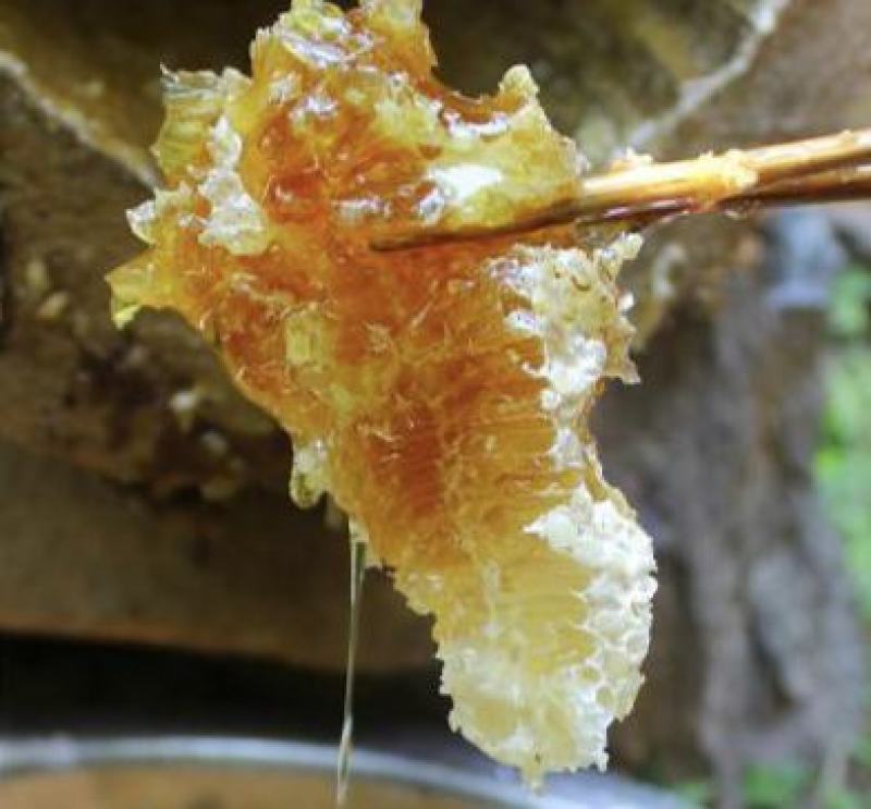 蜂蜜农家自养正宗土蜂蜜