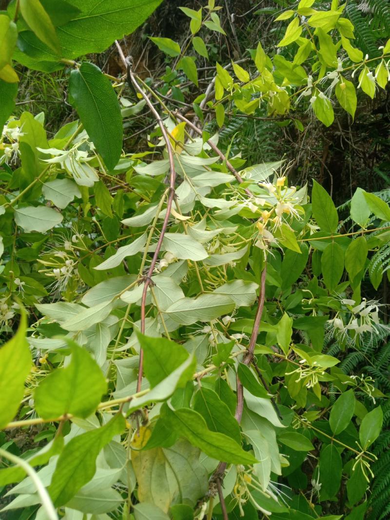 云南野生金银花