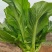窄梗大叶青菜