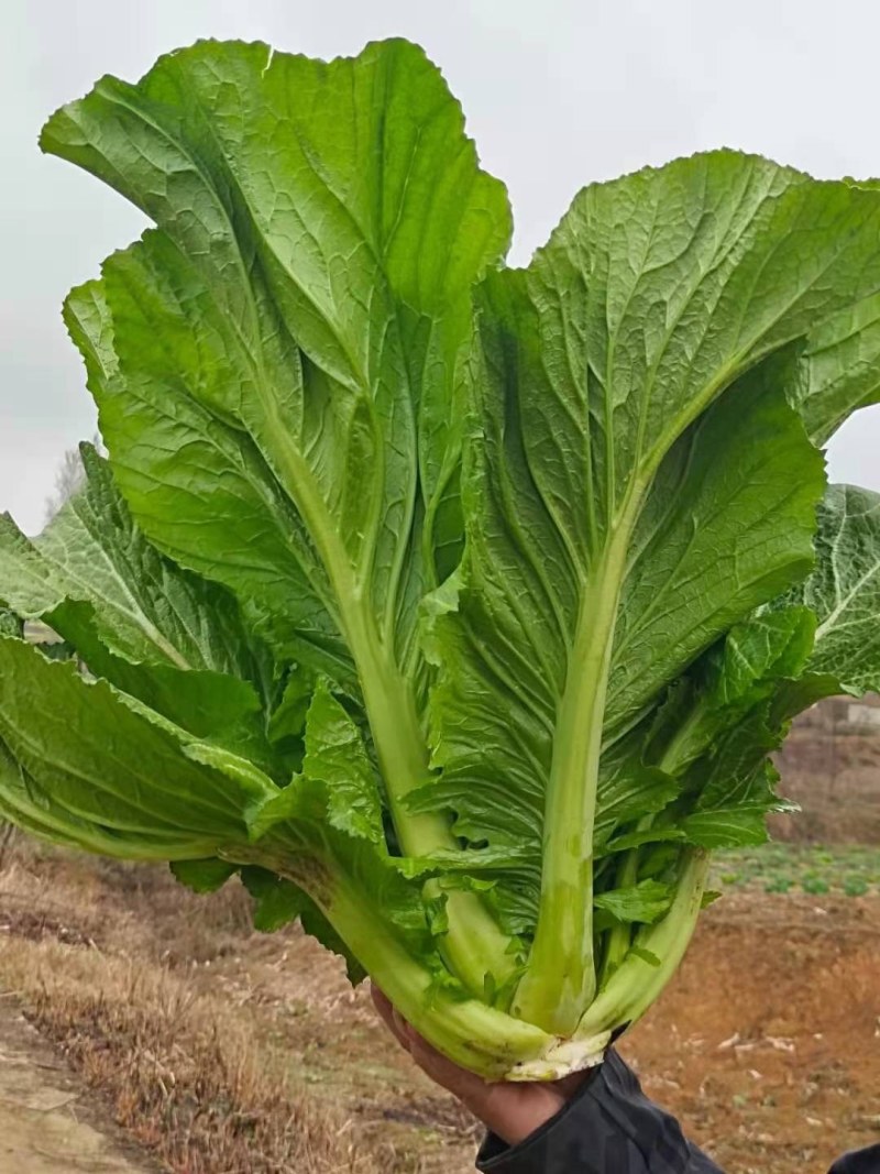 窄梗大叶青菜