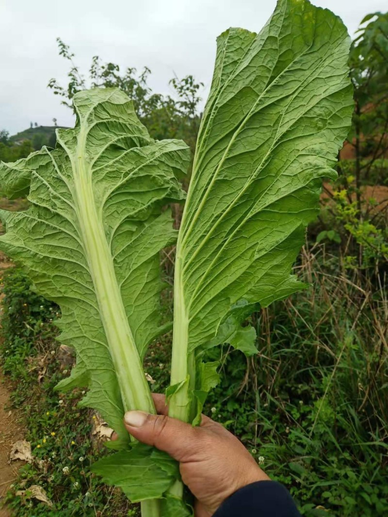 窄梗大叶青菜