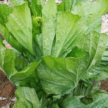 窄梗大叶青菜
