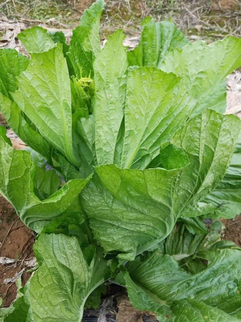 窄梗大叶青菜