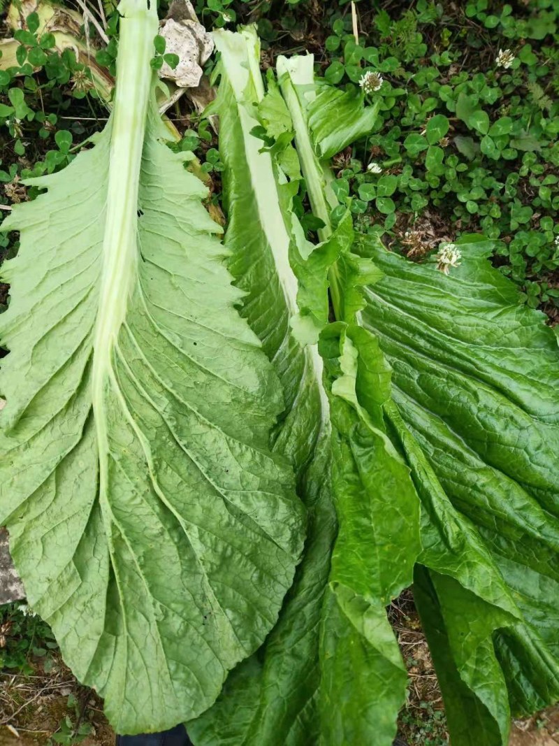 窄梗大叶青菜