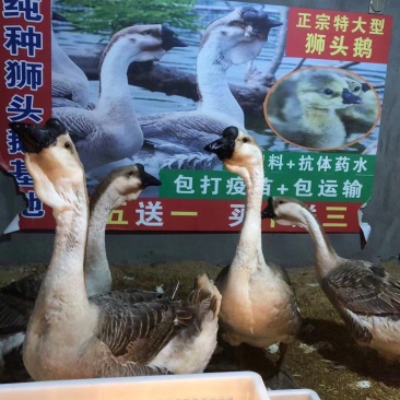 纯种狮头鹅苗假一罚十。本公司常年出售狮头鹅苗，