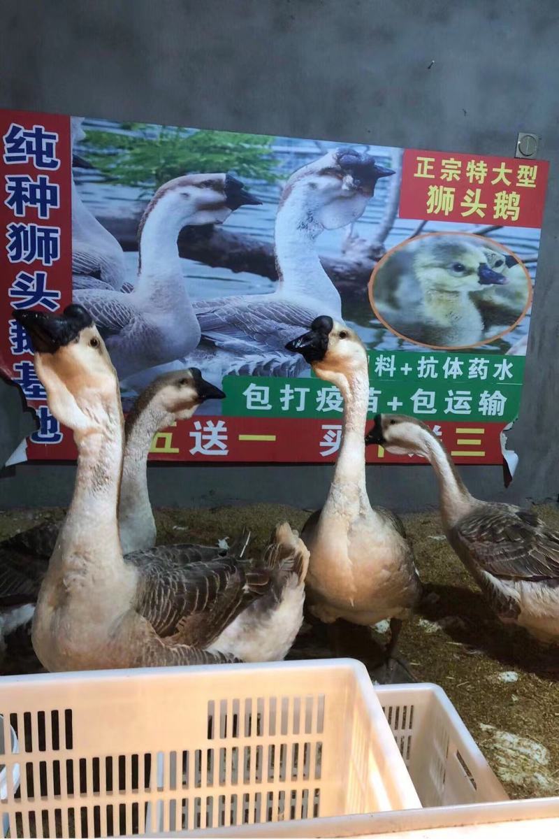 纯种狮头鹅苗假一罚十。本公司常年出售狮头鹅苗，