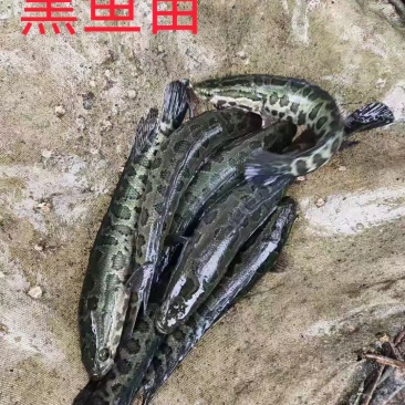 黑鱼苗一斤三五尾装车