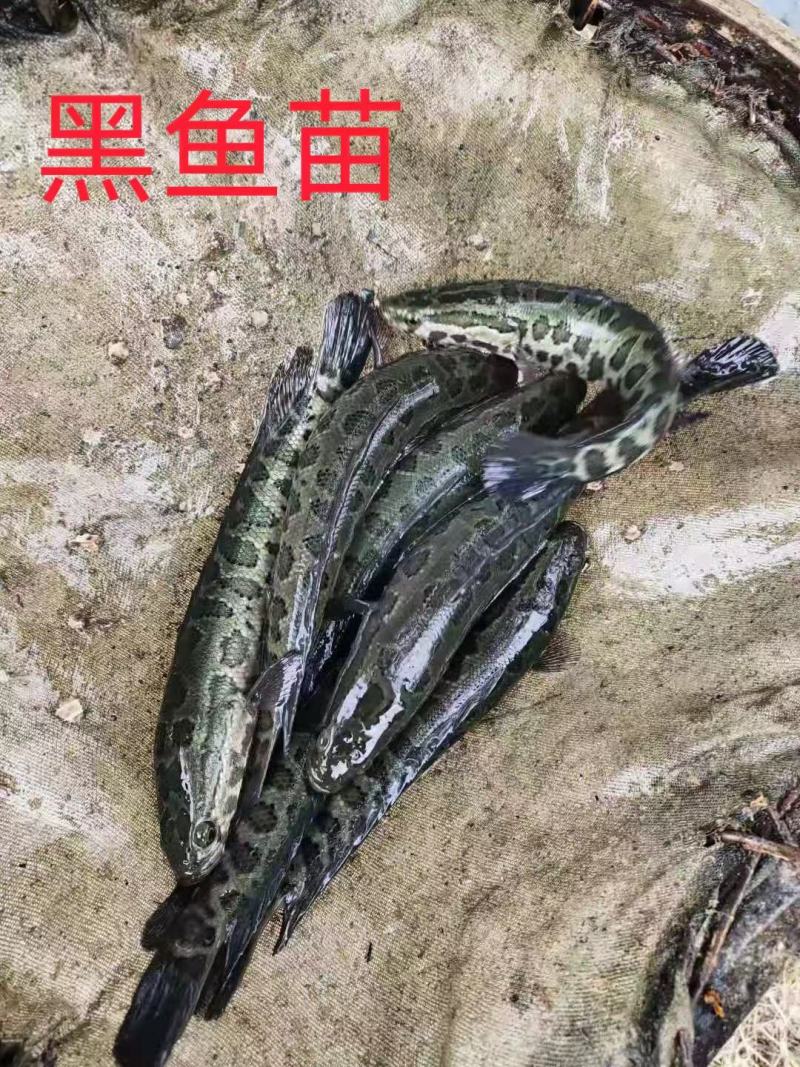 黑鱼苗一斤三五尾装车